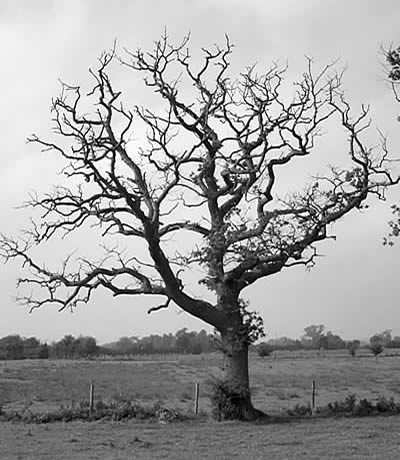 empty tree